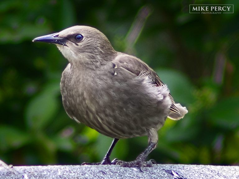Young Starling on a hot shed roof